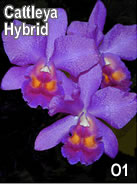 Cattleya Hyrbrid Orchid Flower Cards