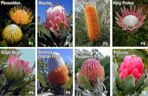 Protea Flower Greeting Cards