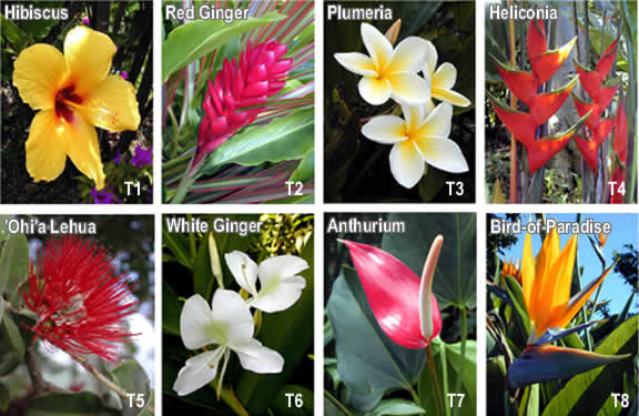 Tropical Flowers Greeting Cards