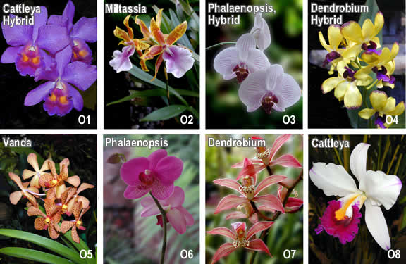 Orchid Flower Greeting Cards
